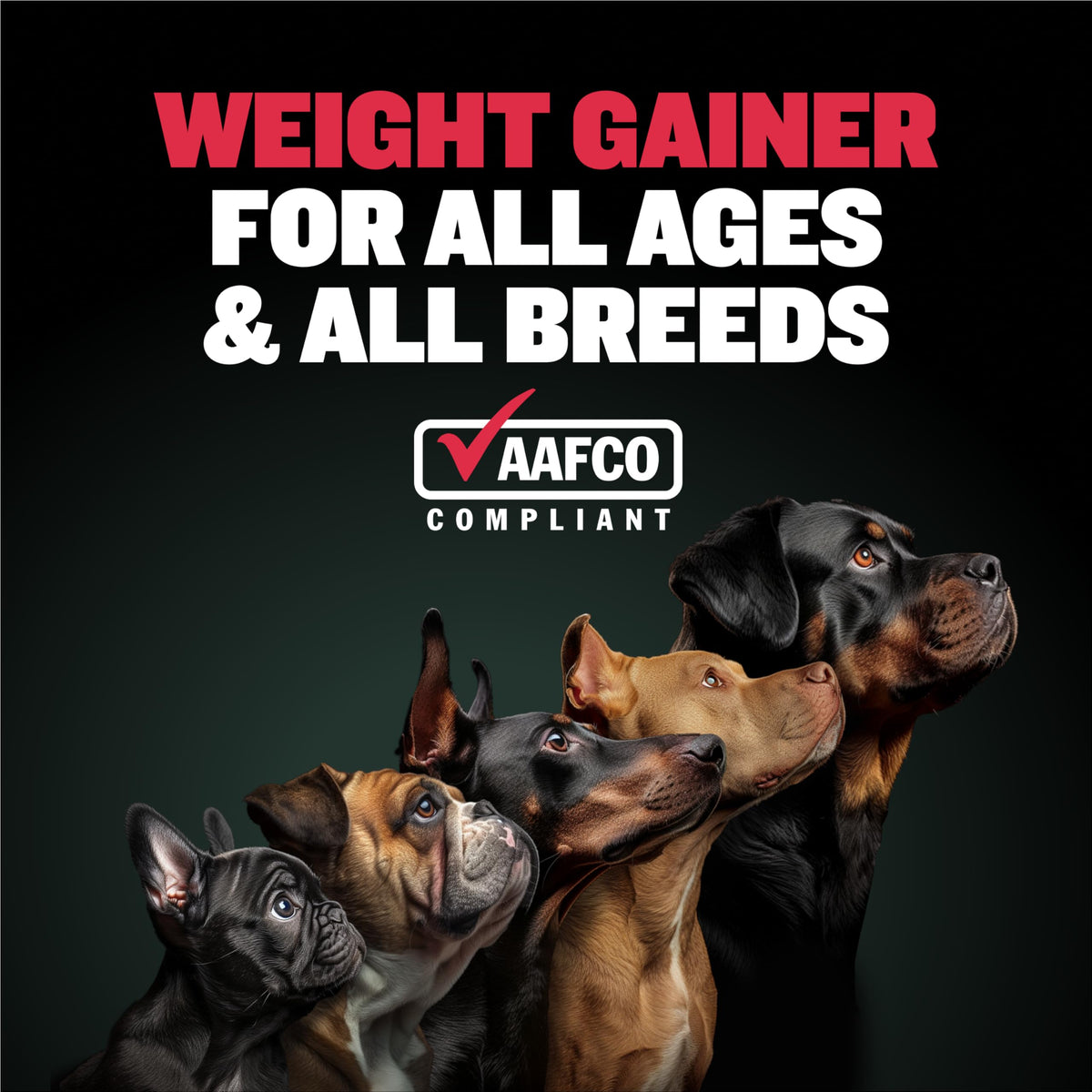 High-Calorie Liquid Weight Gainer & Soft Chews for Dogs D83134